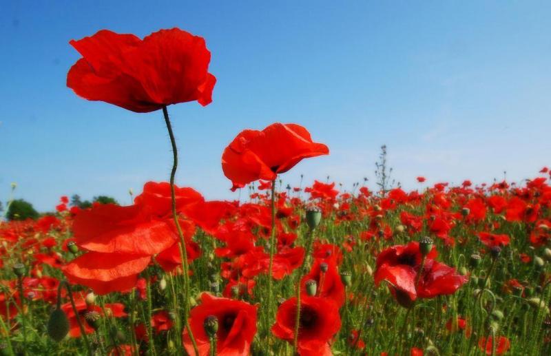 Remembrance Events and Services 2024 (10-11th November)